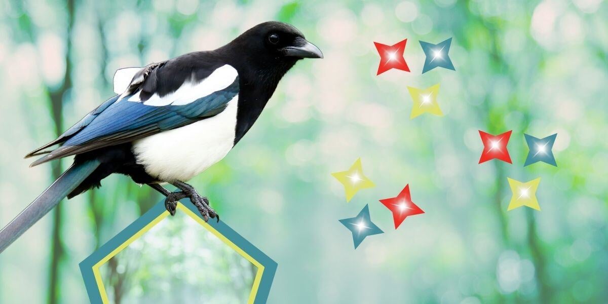 A magpie is on the left side of the image, looking at a cluster of star graphic in red, teal, and green that are glimmering in the sun. This is overlayed on a out-of-focus forrest backdrop.